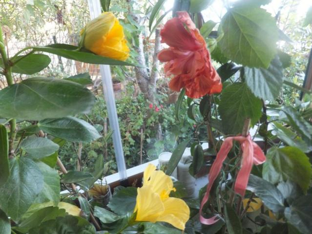 Name:  DSCF4430.jpg
Views: 308
Size:  55.8 KB