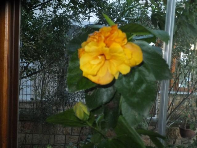 Name:  DSCF4384.jpg
Views: 289
Size:  49.0 KB