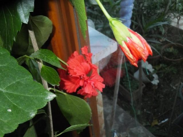 Name:  DSCF4386.jpg
Views: 280
Size:  39.0 KB