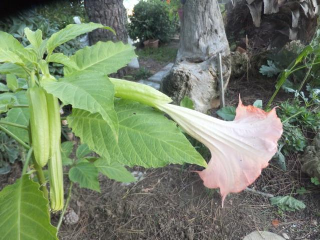 Name:  DSCF4408.jpg
Views: 513
Size:  57.8 KB