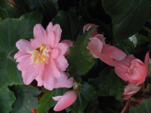 Name:  DSCF4263.jpg
Views: 285
Size:  66.1 KB
