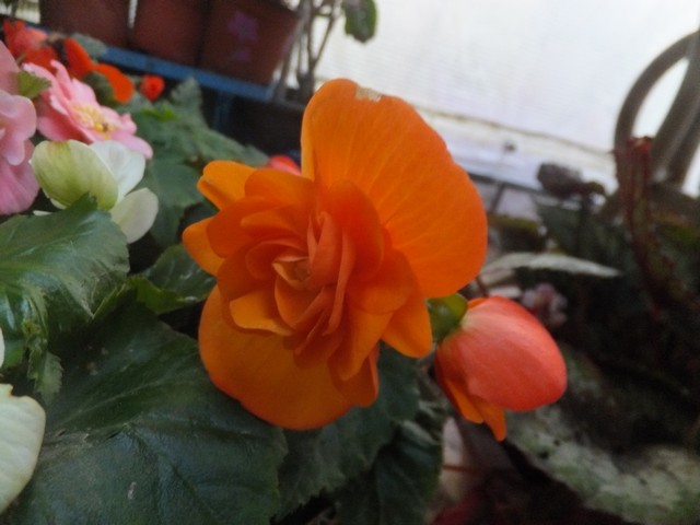 Name:  DSCF4266.jpg
Views: 277
Size:  65.6 KB