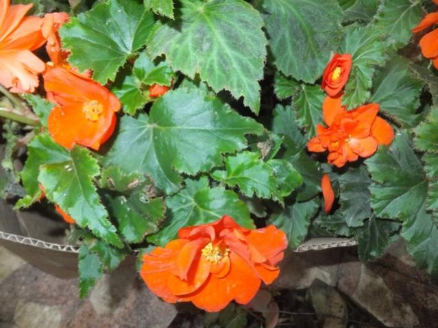 Name:  DSCF4268.jpg
Views: 258
Size:  54.6 KB