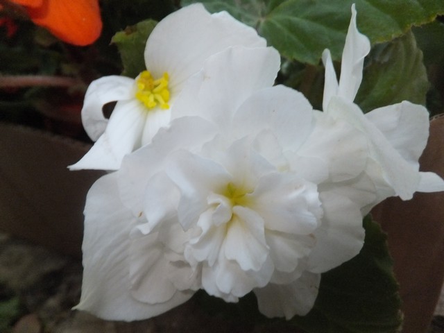 Name:  DSCF4271.jpg
Views: 272
Size:  57.6 KB