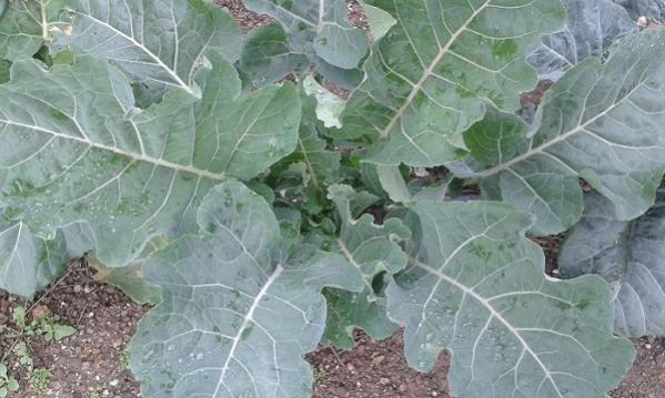Name:  20151218_105637.jpg
Views: 554
Size:  43.1 KB