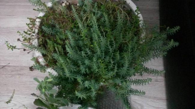 Name:  1450073_10153828852578415_5650666104233534482_n.jpg
Views: 477
Size:  41.5 KB
