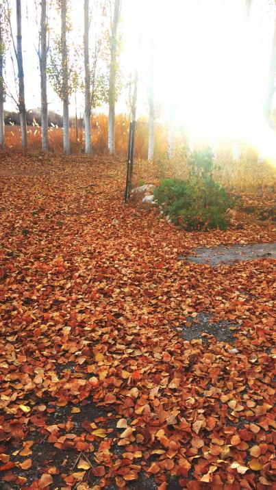 Name:  15-12-13-16-37-26-334_deco.jpg
Views: 371
Size:  79.4 KB