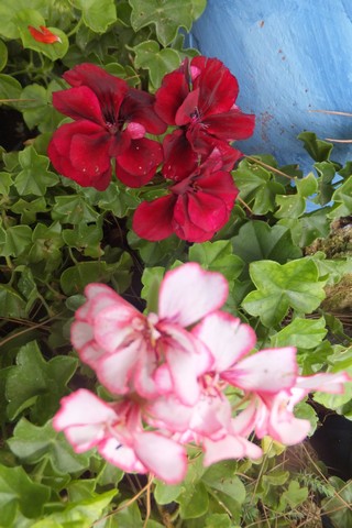 Name:  DSCF4165.jpg
Views: 426
Size:  60.9 KB