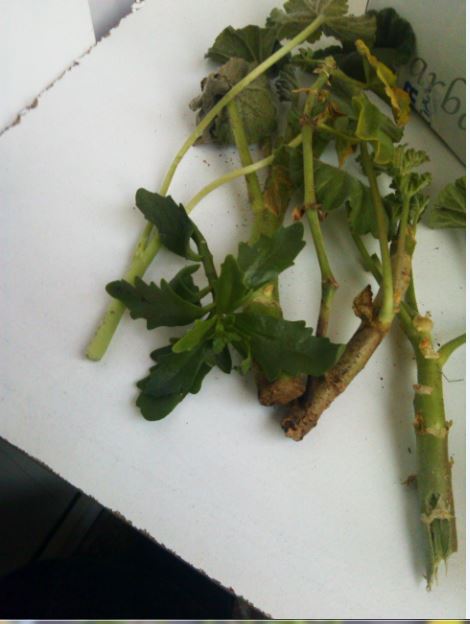 Name:  al2.JPG
Views: 314
Size:  40.2 KB