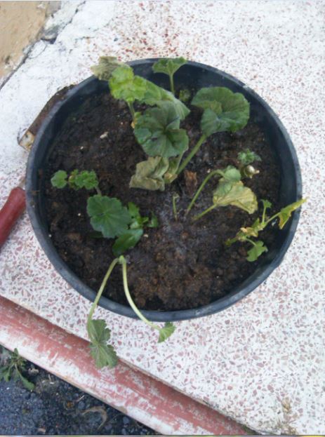 Name:  al3.JPG
Views: 316
Size:  66.5 KB