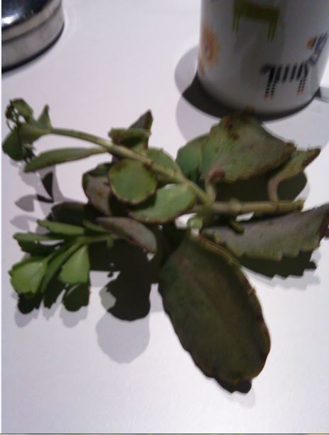 Name:  se.JPG
Views: 307
Size:  34.7 KB