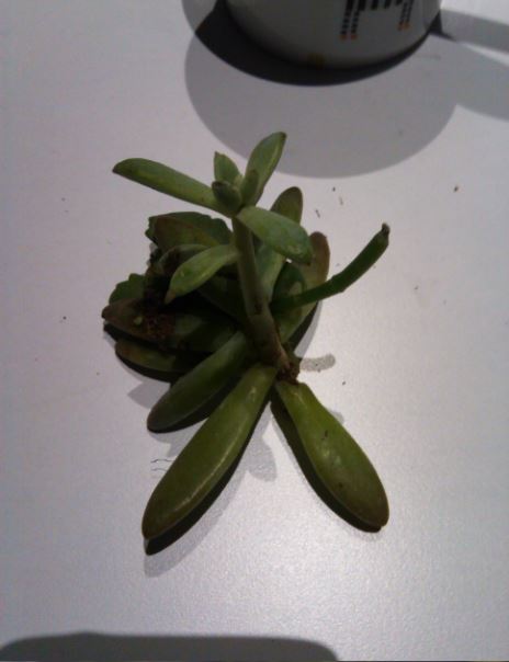 Name:  se1.JPG
Views: 307
Size:  32.4 KB