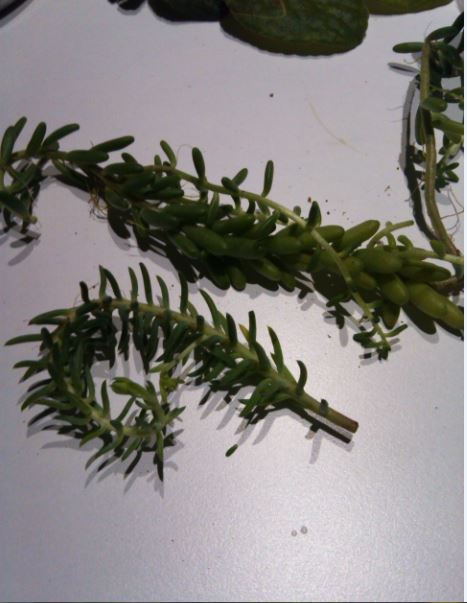 Name:  se2.JPG
Views: 305
Size:  46.8 KB