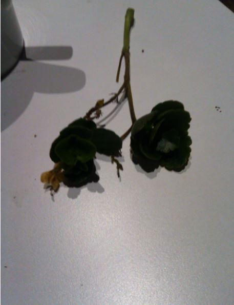 Name:  se3.JPG
Views: 295
Size:  30.7 KB