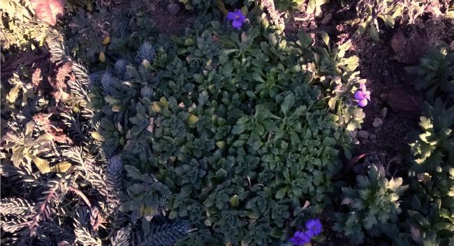 Name:  aubrieta-2- 19.12.2015.jpg
Views: 658
Size:  62.1 KB