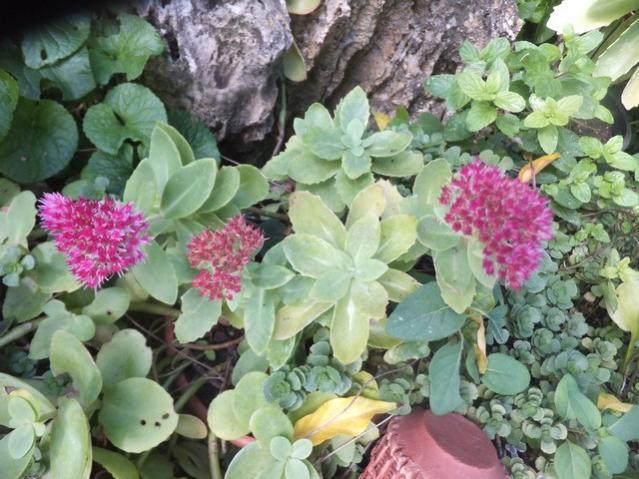 Name:  DSCF4472.jpg
Views: 367
Size:  61.8 KB