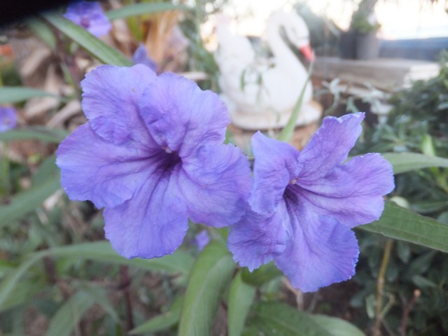 Name:  DSCF4414.jpg
Views: 374
Size:  68.5 KB