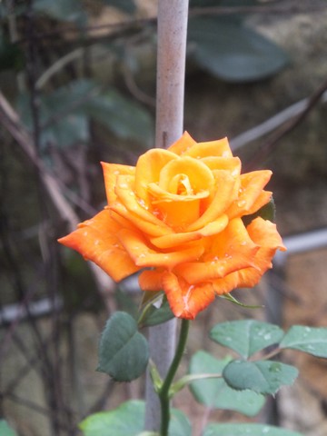 Name:  DSCF4333.jpg
Views: 365
Size:  46.3 KB