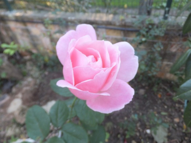 Name:  DSCF4477.jpg
Views: 366
Size:  61.1 KB