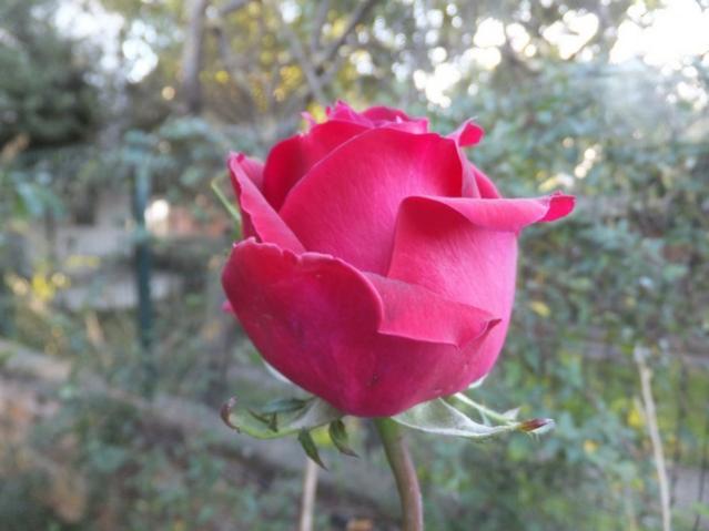 Name:  DSCF4478.jpg
Views: 378
Size:  34.9 KB