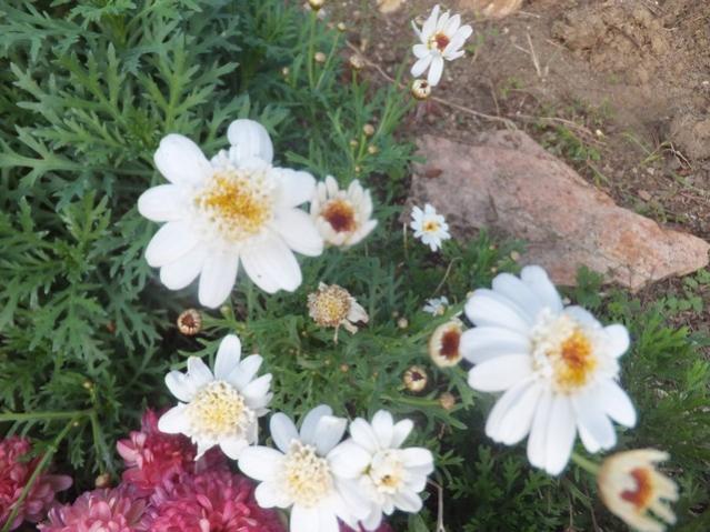 Name:  DSCF4283.jpg
Views: 362
Size:  56.0 KB