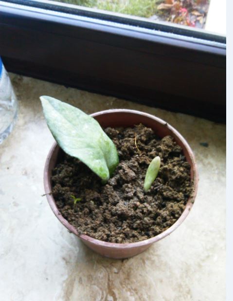 Name:  mu.JPG
Views: 229
Size:  47.8 KB