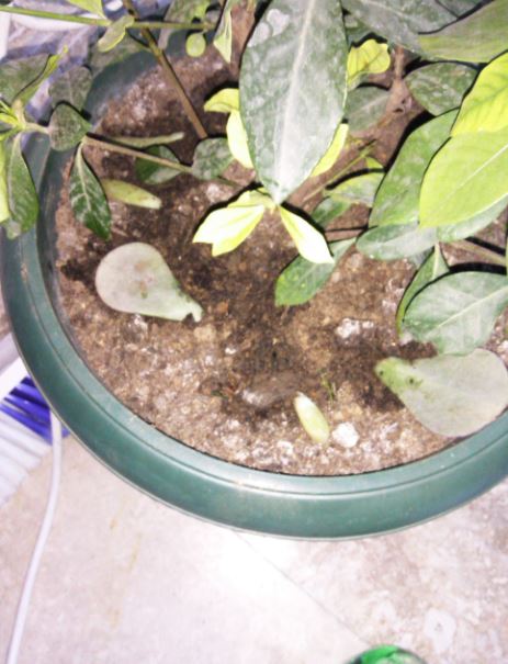 Name:  mu1.JPG
Views: 230
Size:  57.6 KB