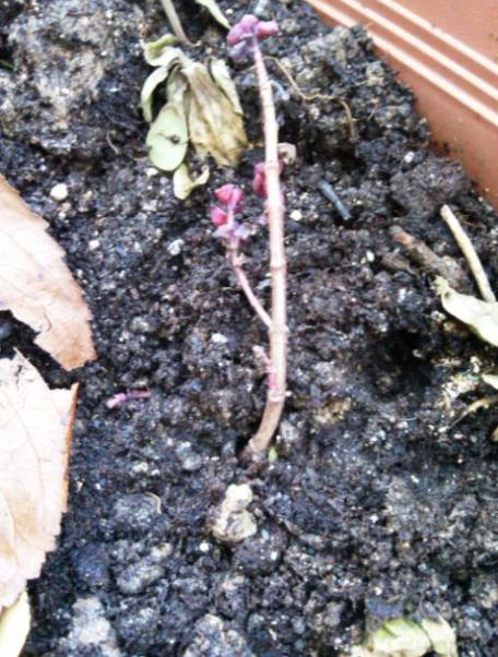 Name:  mu2.jpg
Views: 223
Size:  64.1 KB