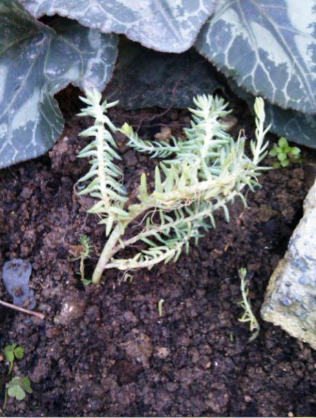 Name:  mu3.jpg
Views: 230
Size:  58.0 KB