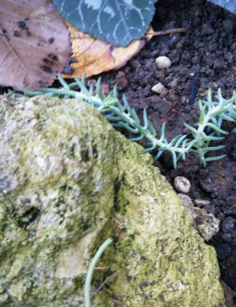 Name:  mu4.JPG
Views: 229
Size:  69.9 KB