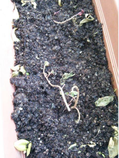 Name:  mu5.jpg
Views: 243
Size:  63.5 KB