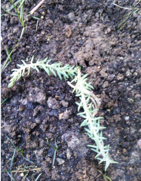 Name:  mu6.jpg
Views: 251
Size:  73.4 KB