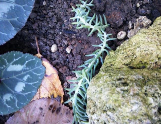 Name:  mu7.jpg
Views: 246
Size:  65.3 KB