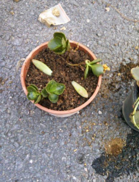 Name:  mu8.jpg
Views: 235
Size:  55.9 KB