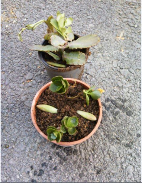 Name:  mu9.jpg
Views: 239
Size:  65.5 KB