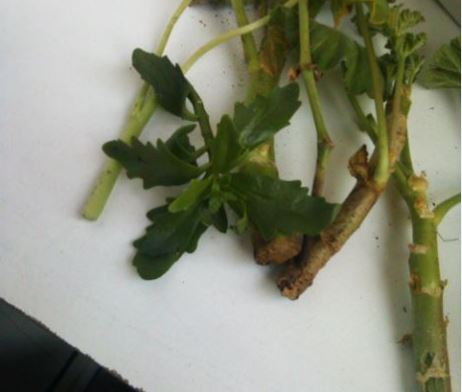 Name:  ne.JPG
Views: 238
Size:  27.2 KB