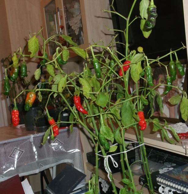 Name:  DSCF8407.jpg
Views: 676
Size:  71.6 KB