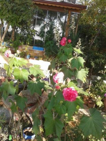 Name:  12243798_10156068389605467_1426380232_n.jpg
Views: 344
Size:  40.8 KB