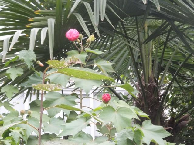 Name:  DSCF4555.jpg
Views: 336
Size:  59.8 KB