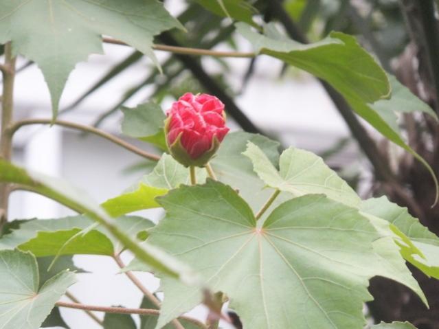Name:  DSCF4556.jpg
Views: 331
Size:  35.6 KB