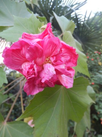 Name:  DSCF4702.jpg
Views: 326
Size:  54.3 KB