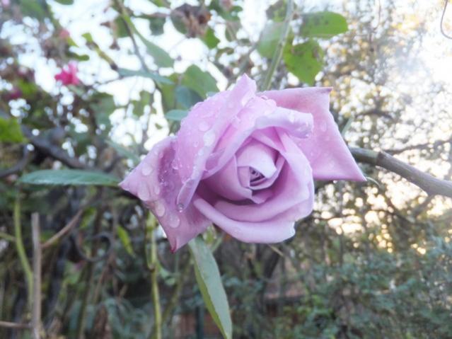 Name:  DSCF4862.jpg
Views: 340
Size:  45.1 KB