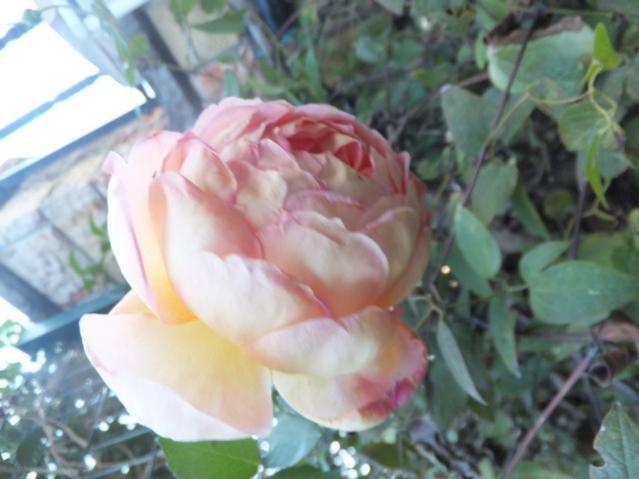 Name:  DSCF4486.jpg
Views: 329
Size:  36.4 KB