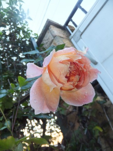 Name:  DSCF4864.jpg
Views: 333
Size:  58.0 KB