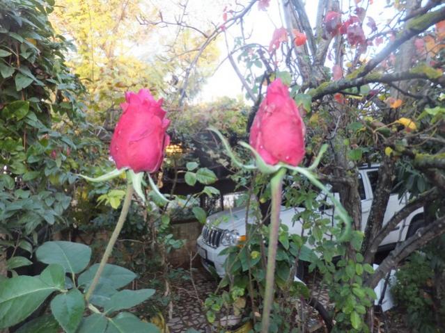 Name:  DSCF4871.jpg
Views: 342
Size:  65.6 KB