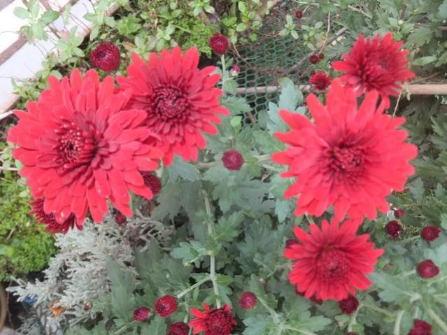 Name:  DSCF4641.jpg
Views: 323
Size:  58.3 KB