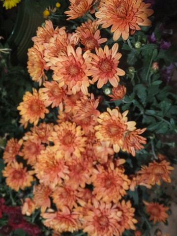 Name:  DSCF4653.jpg
Views: 313
Size:  65.1 KB