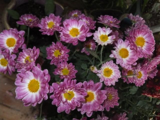 Name:  DSCF4656.jpg
Views: 318
Size:  50.0 KB