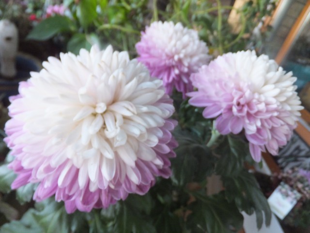 Name:  DSCF4681.jpg
Views: 320
Size:  68.9 KB