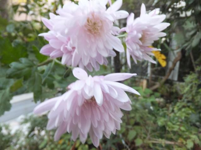 Name:  DSCF4716.jpg
Views: 331
Size:  37.8 KB